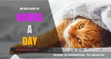 Unraveling the Mystery: Do Cats Really Sleep 23 Hours a Day?