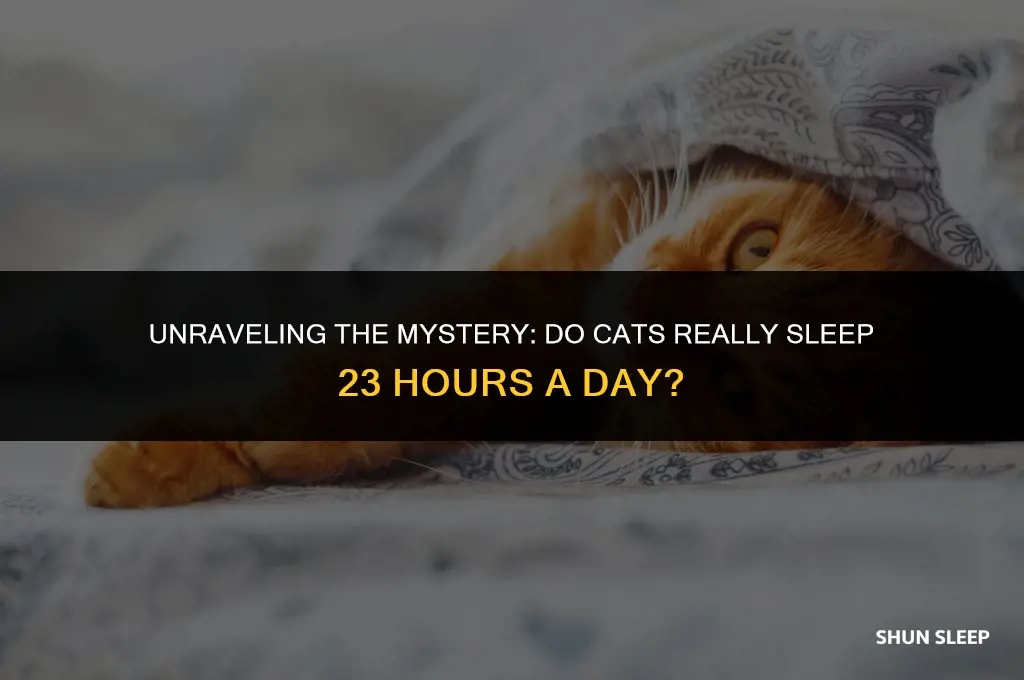 do cats sleep 23 hours a day