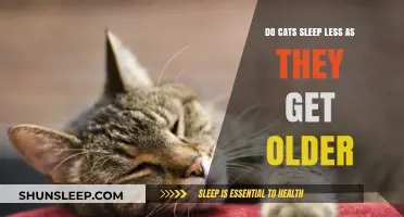 Aging Cats: Do They Sleep Less as They Grow Older?