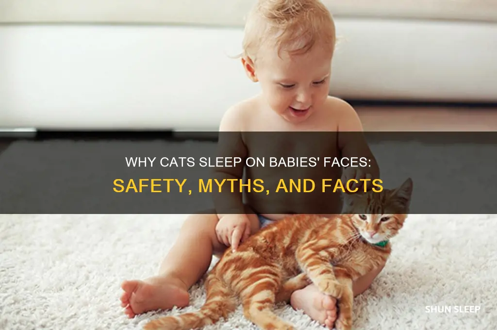 do cats sleep on babies faces