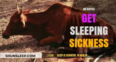 Do Cattle Get Sleeping Sickness? Unraveling the Truth About Bovine Health