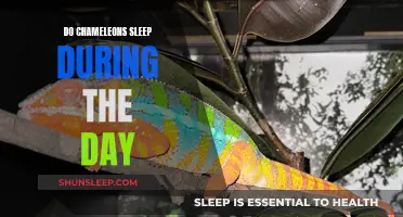 Chameleons' Daytime Sleep: Understanding Their Unique Sleep Patterns