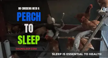Chickens and Sleep: Do They Need a Perch?