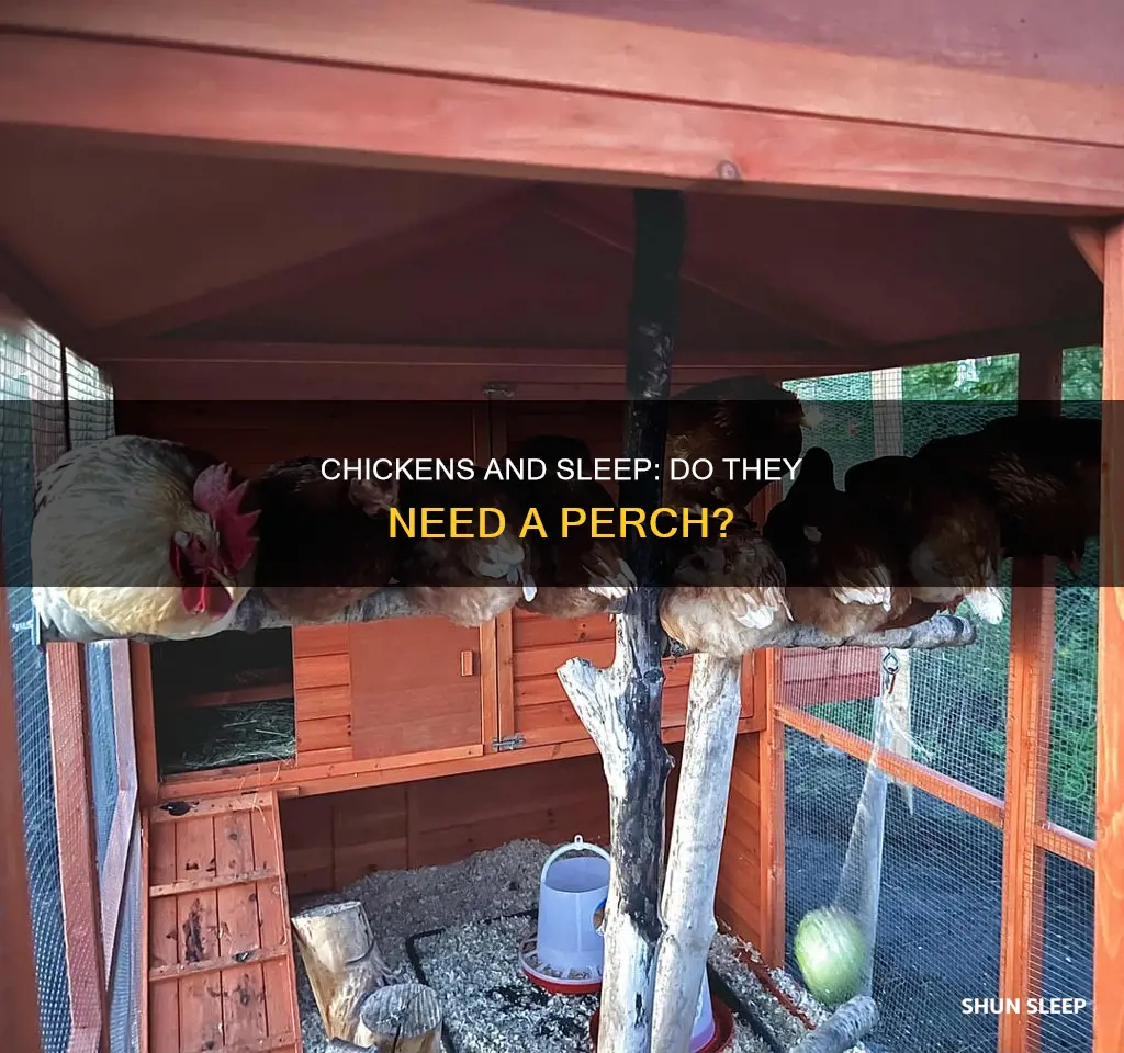 do chickens need a perch to sleep