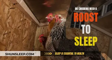 Chickens and Roosts: Are They Necessary for Sleep?