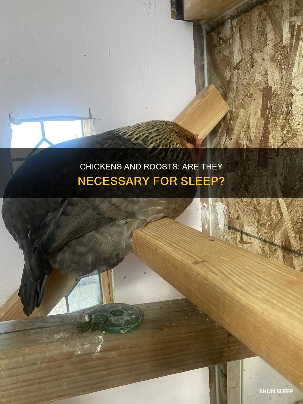 do chickens need a roost to sleep