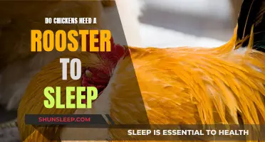 Chickens and Sleep: Do They Need a Rooster?