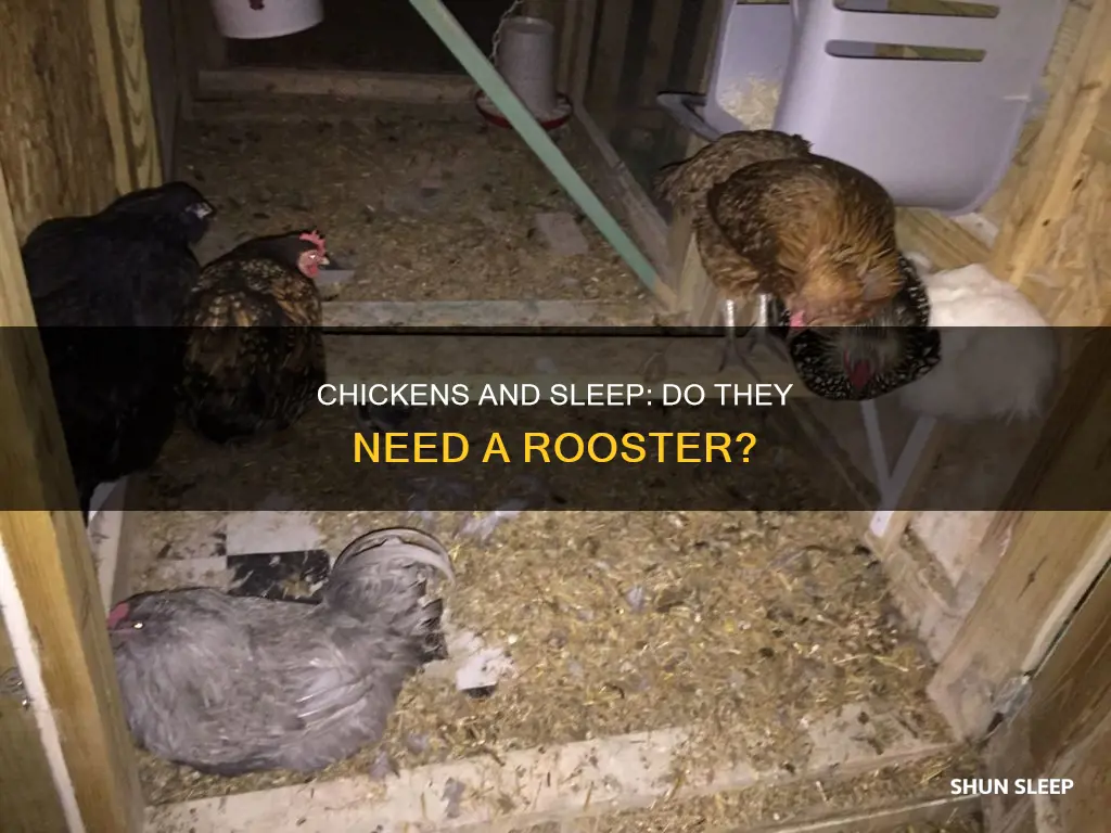 do chickens need a rooster to sleep