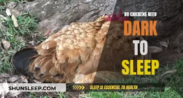 Chickens' Sleep: Darkness or Light?