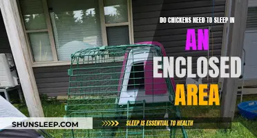Chickens' Sleep: Enclosed Space, a Need or Not?