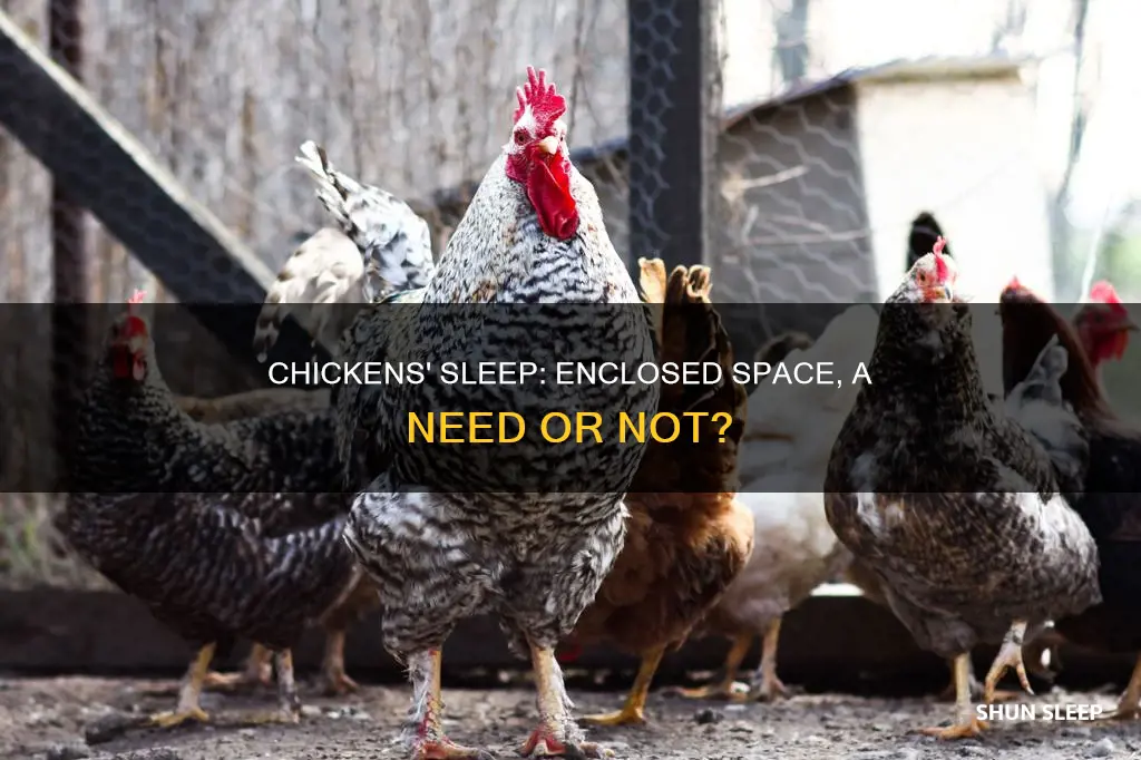 do chickens need to sleep in an enclosed area