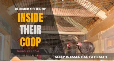 Chickens and Their Coops: Do They Need to Sleep Inside?