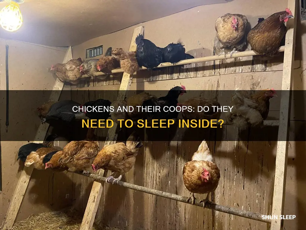 do chickens need to sleep inside their coop