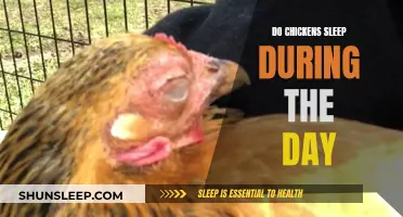 Daytime Naps: Do Chickens Sleep Under the Sun?