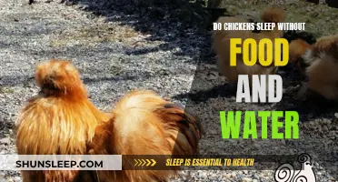 Chickens' Sleep: Food and Water Requirements Explained