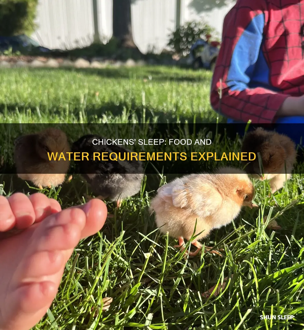 do chickens sleep without food and water