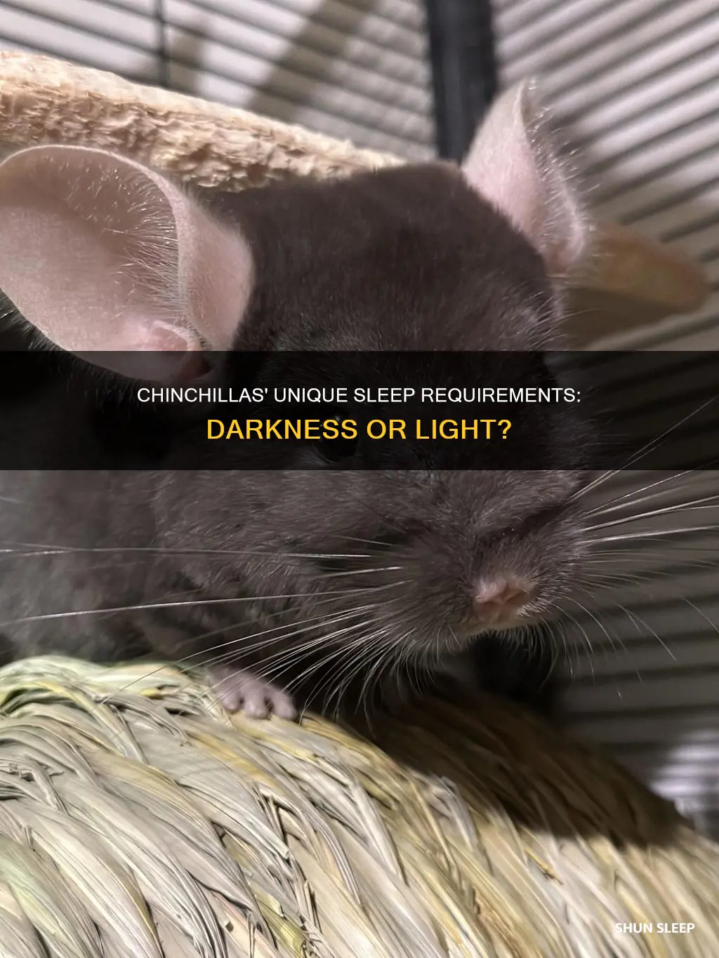 do chinchillas need it to be dark to sleep