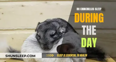 Daytime Sleep: Understanding Chinchilla Naps