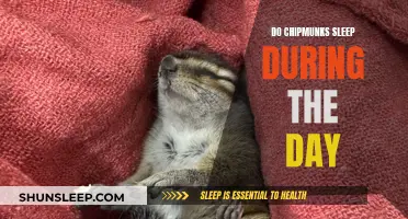 Daytime Sleep: The Secret Life of Chipmunks