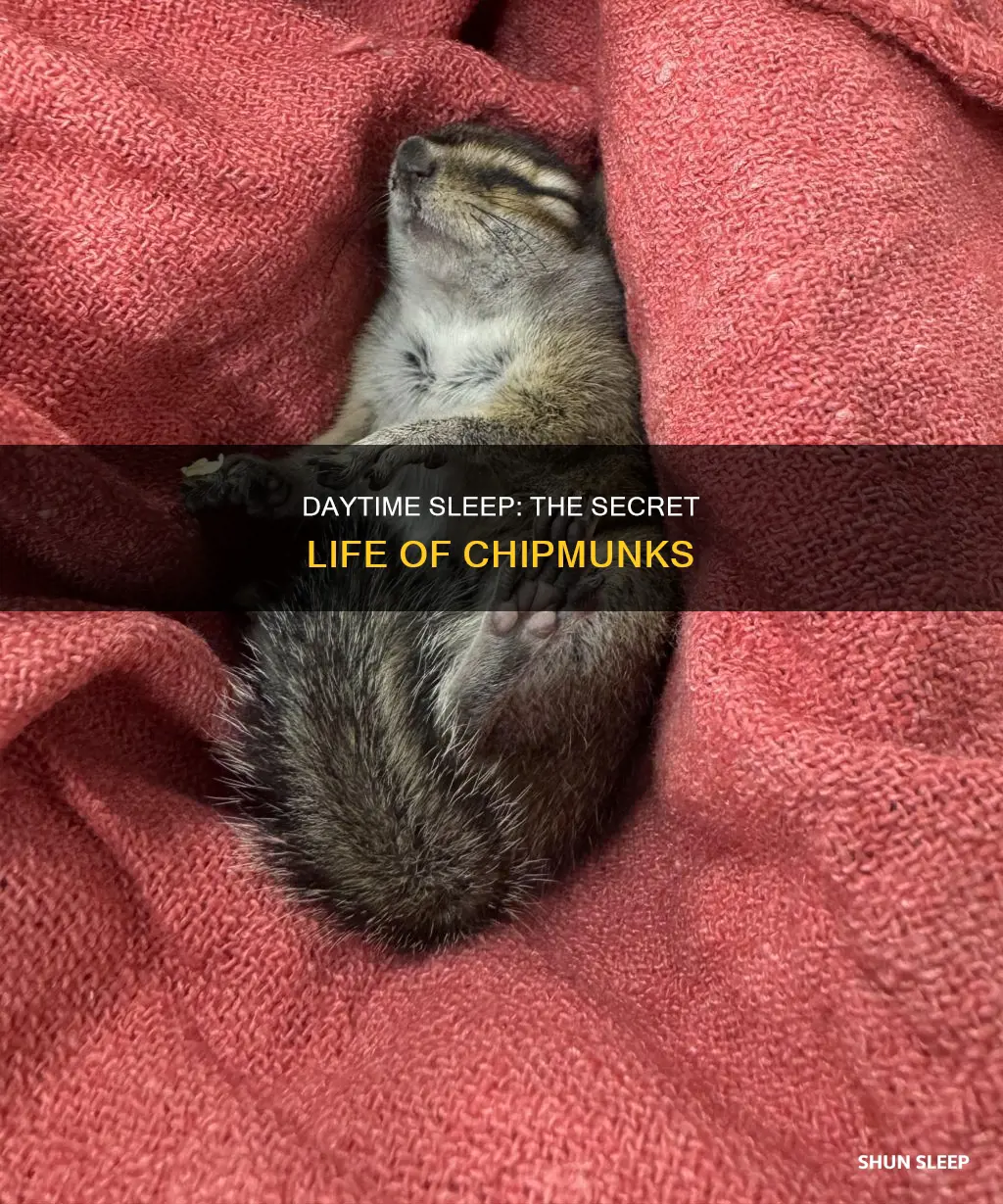 do chipmunks sleep during the day