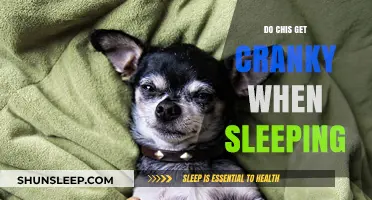 Do Chihuahuas Get Cranky When Sleeping? Understanding Their Sleep Behavior