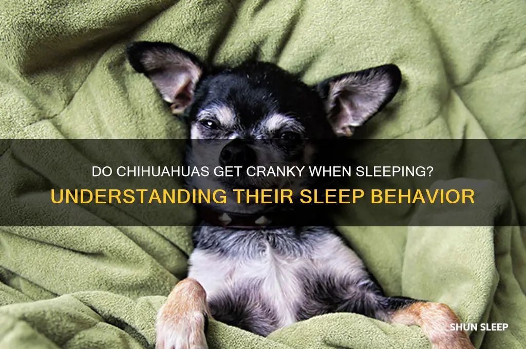 do chis get cranky when sleeping