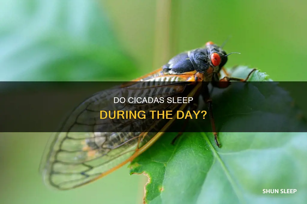 do cicadas sleep during the day