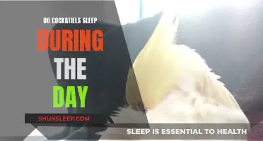 Cockatiels' Sleep Patterns: Daytime Naps and Nighttime Rest