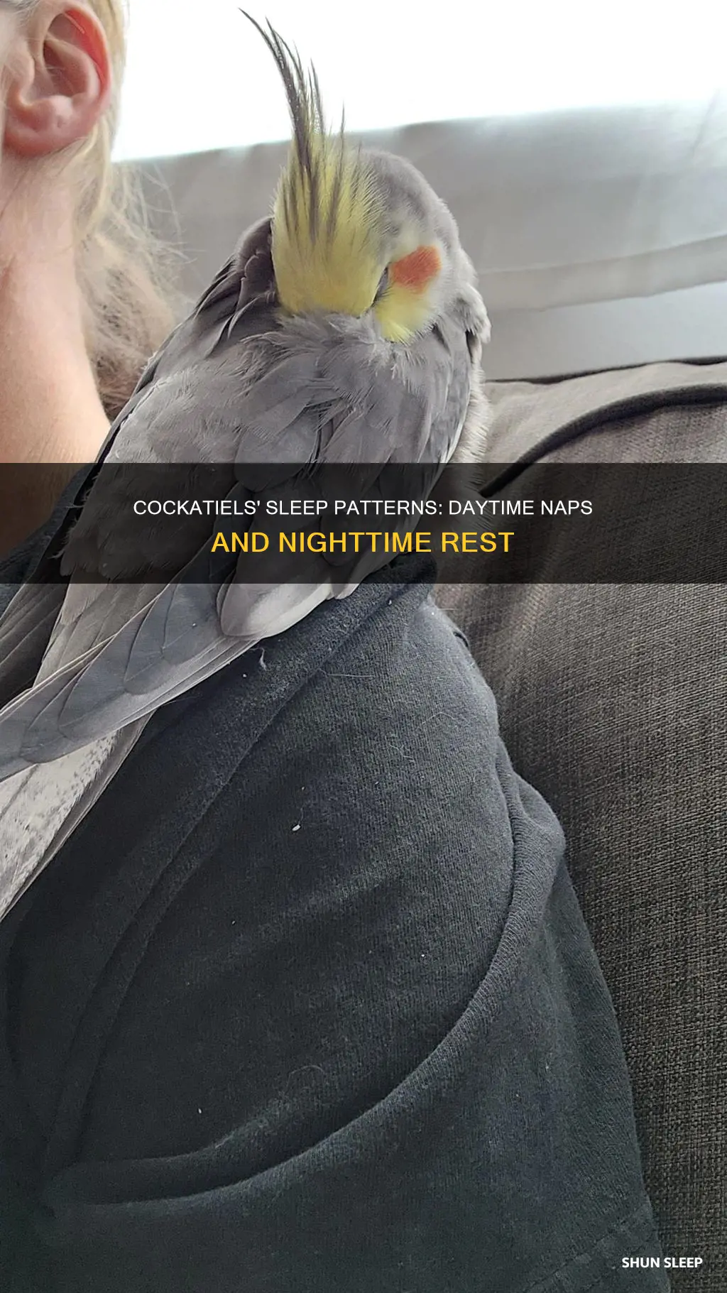 do cockatiels sleep during the day