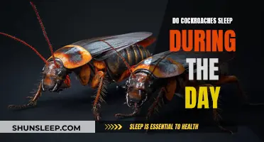 Cockroaches: Daytime Sleepers or Active All Day?