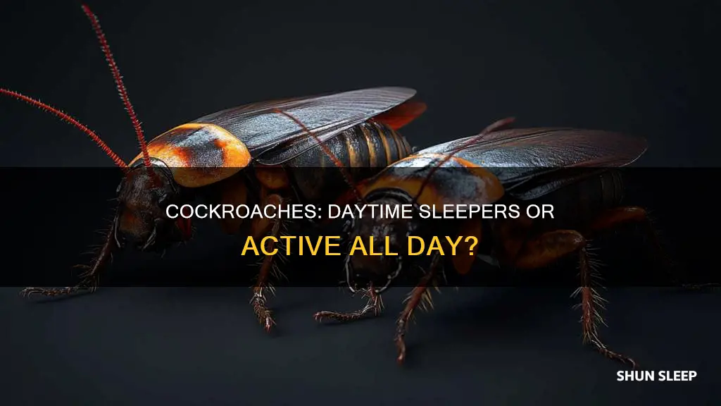 do cockroaches sleep during the day