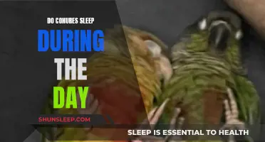 Daytime Napping: Conure Sleep Patterns Explained