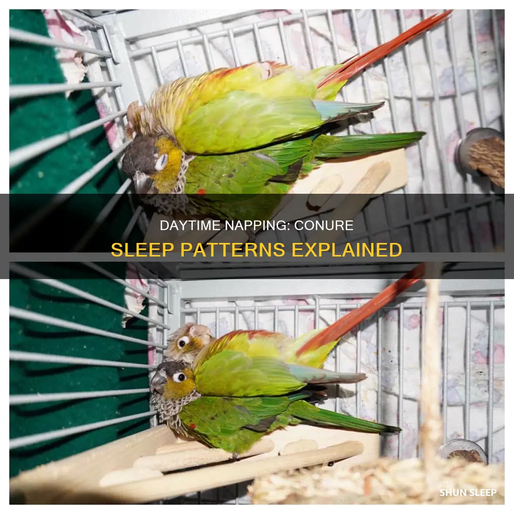 do conures sleep during the day