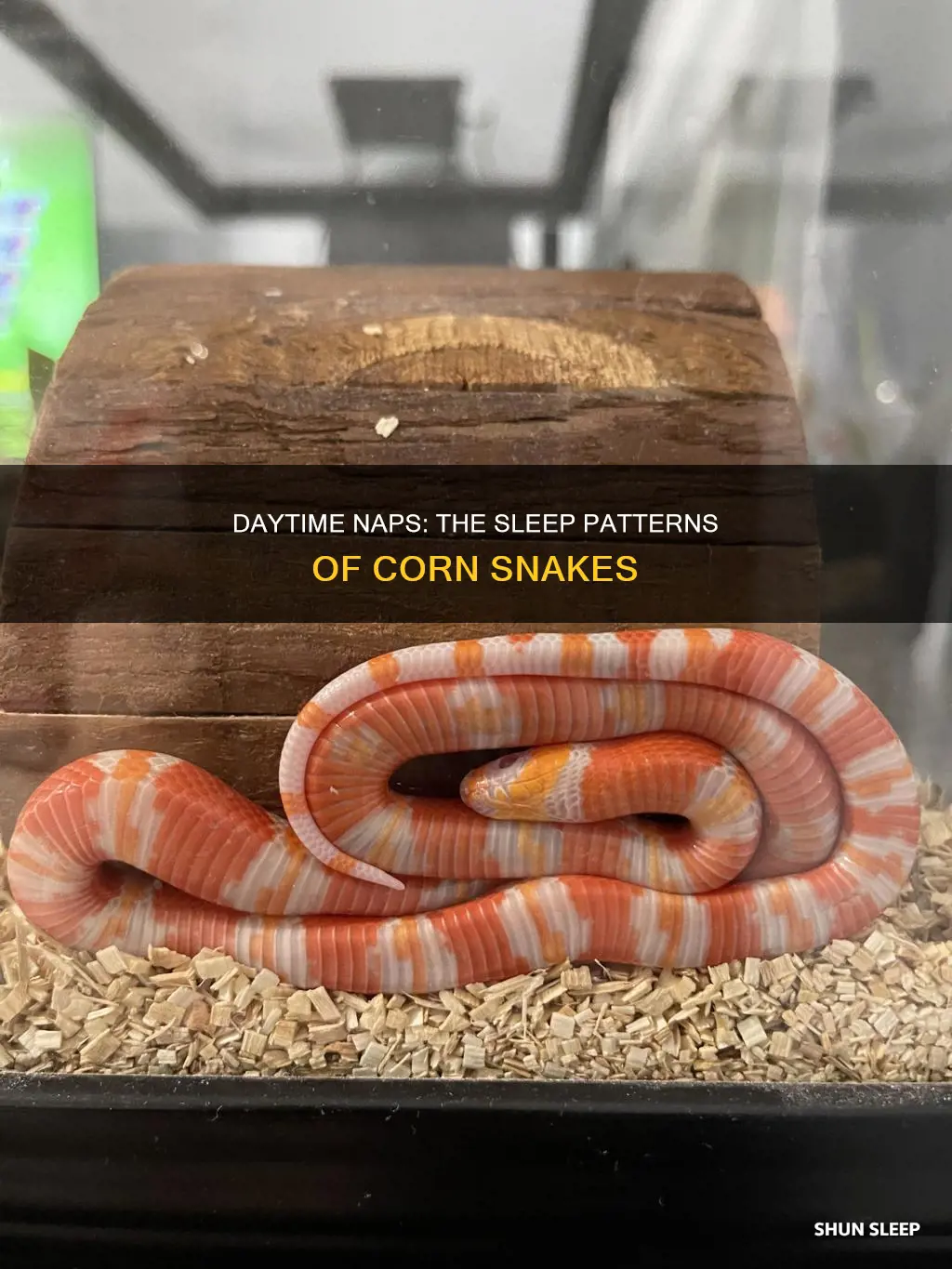 do corn snakes sleep during the day