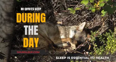 Coyote Naps: Daytime Sleep Patterns and Habits Explored