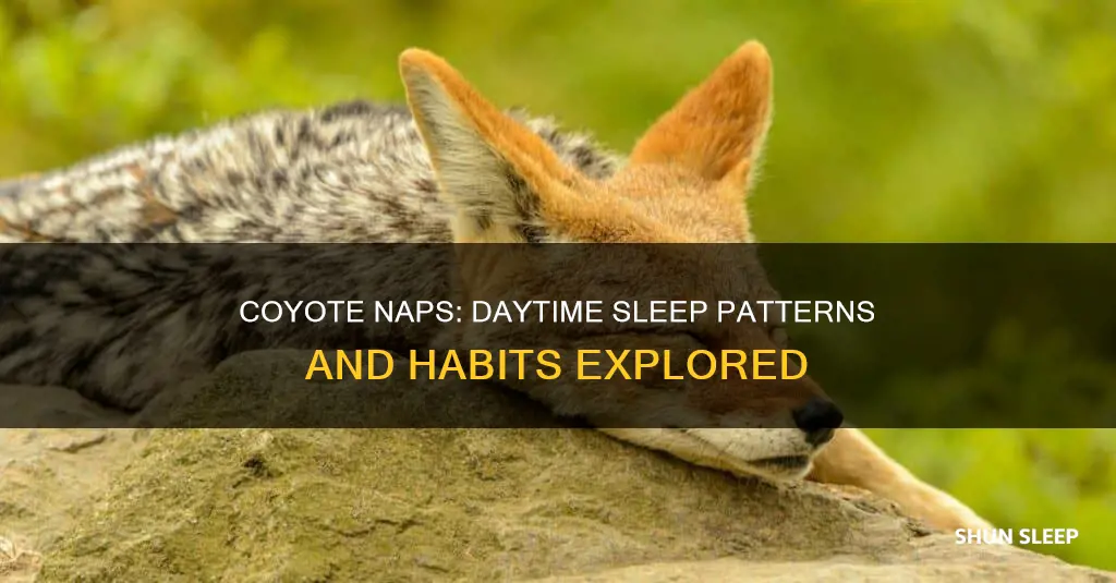 do coyotes sleep during the day