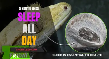 Crested Geckos: Sleeping Beauty or Lazy Lizard?