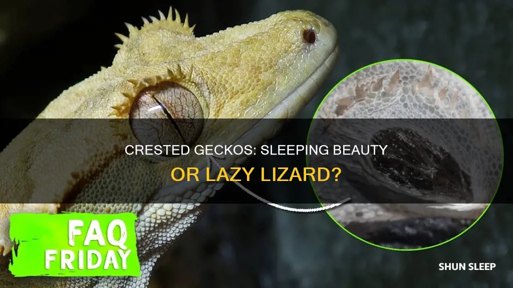 do crested geckos sleep all day