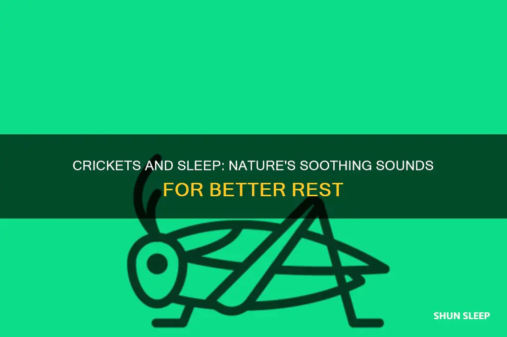do crickets help you sleep