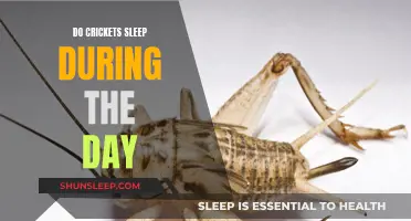 Crickets' Daytime Sleep: Why Do They Doze Off?