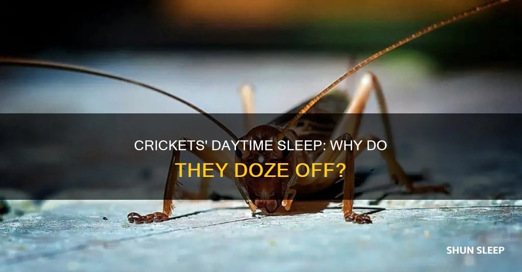 do crickets sleep during the day