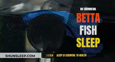 Do Crowntail Bettas Sleep? Understanding Their Unique Rest Patterns