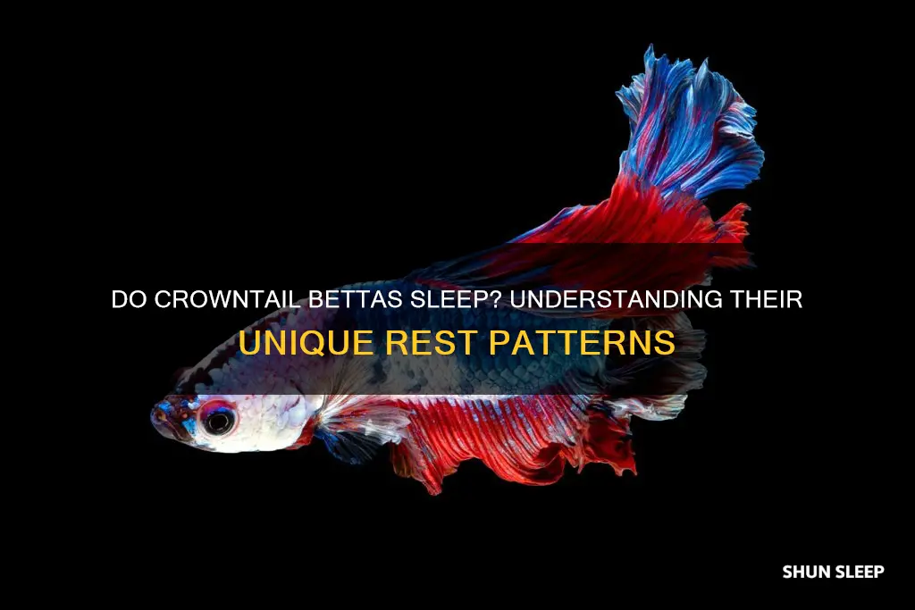 do crowntail betta fish sleep
