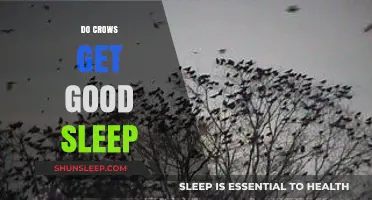 Do Crows Sleep Well? Uncovering Their Unique Resting Habits