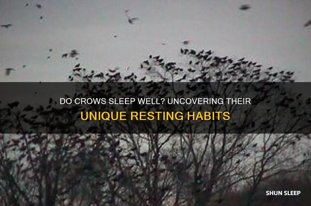 do crows get good sleep