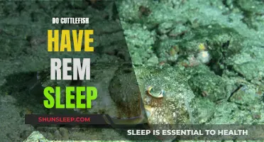 Cuttlefish REM Sleep: Understanding Their Unique Dreaming Patterns