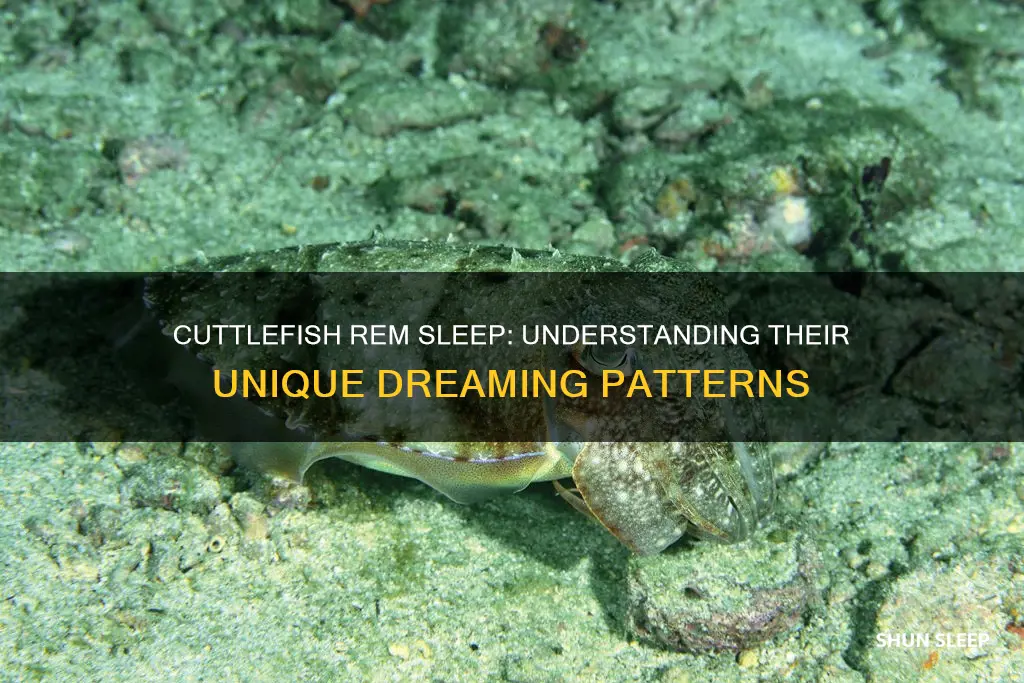 do cuttlefish have rem sleep