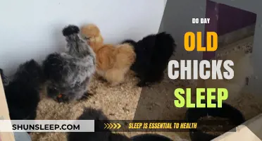 Chicks' Sleep Patterns: Day One and Beyond