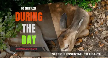 Daytime Deer: Sleep or Active?