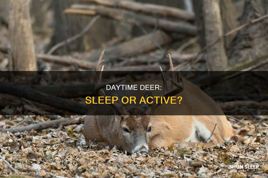 do deer sleep during the day